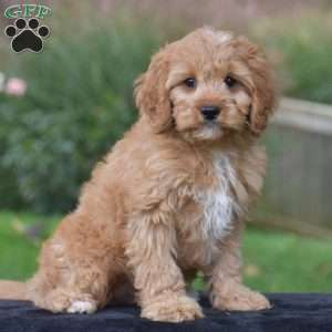 Jasper, Cavapoo Puppy